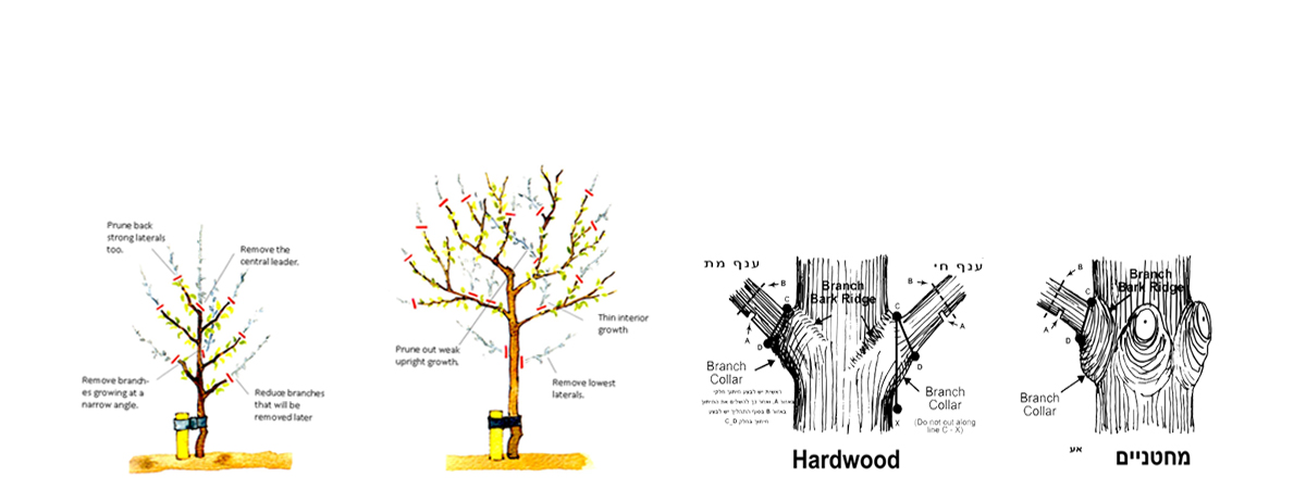 ייעוץ מקצועי והנחיות לעיצוב העץ לפי הצורך