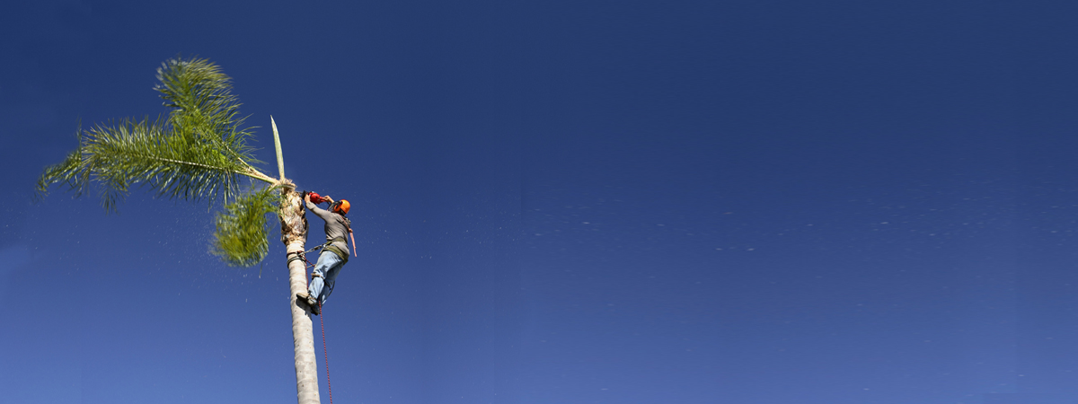 עבודה מהירה, איכותית ומדויקת