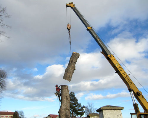 כריתת עץ בעזרת מנוף בקריות